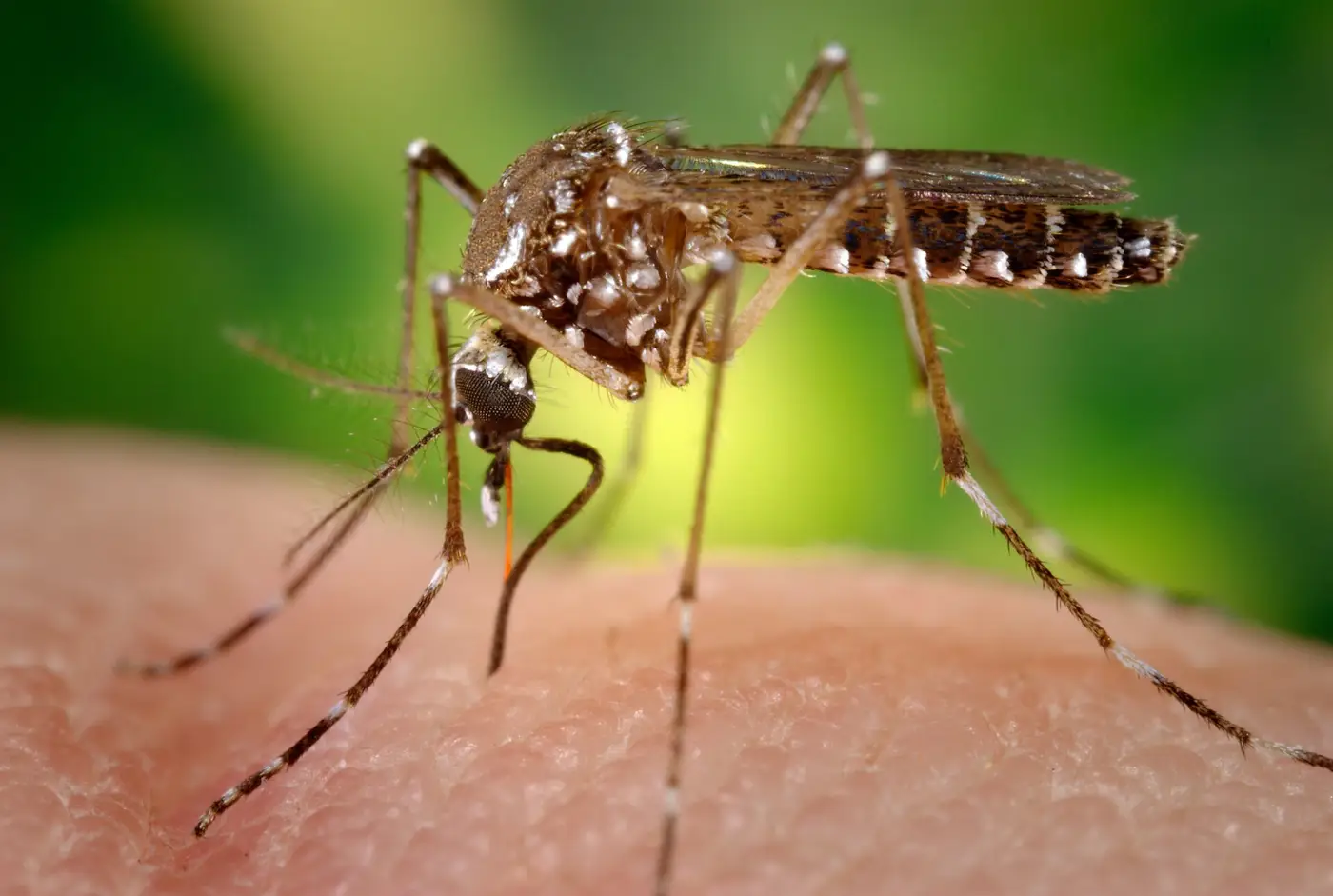Zika · el brote que se vio en los recién nacidos